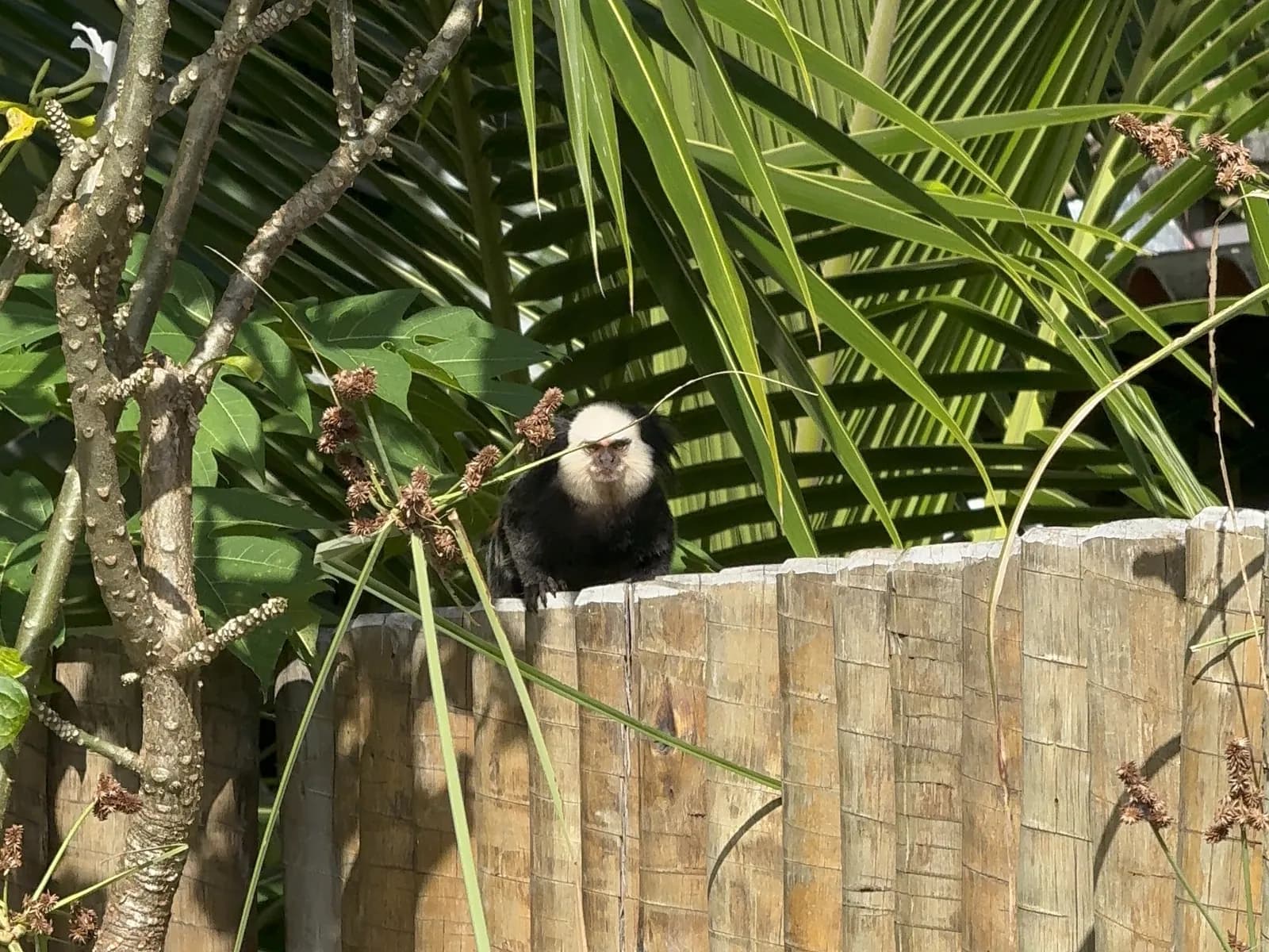 Macacos-prego na borda da piscina do Village Mariah Condomínio